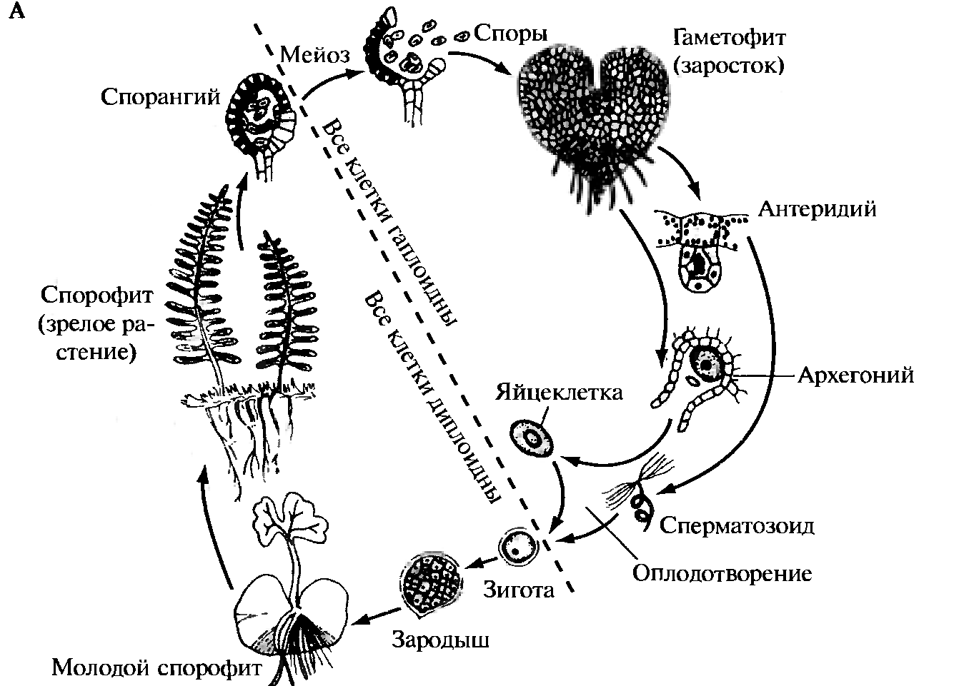 Рассмотрите рисунок на котором изображен фрагмент жизненного цикла папоротника